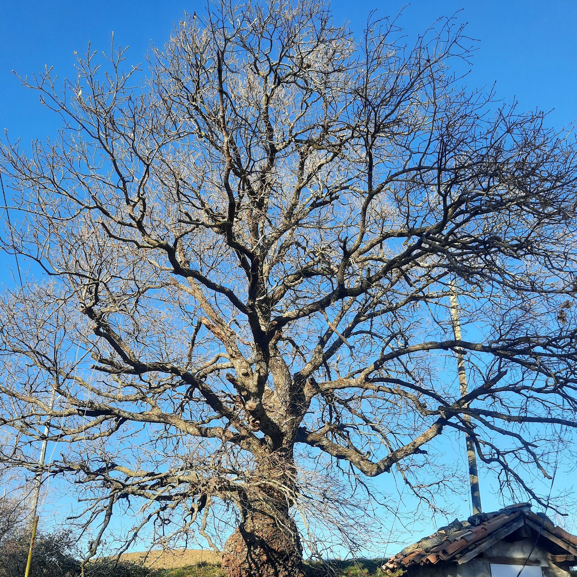 Scuola dell'Essere Reiki Bologna