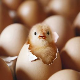 BLOG Giuseppina Rotondi