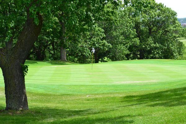A golf course with a tree in the foreground and trees in the background.