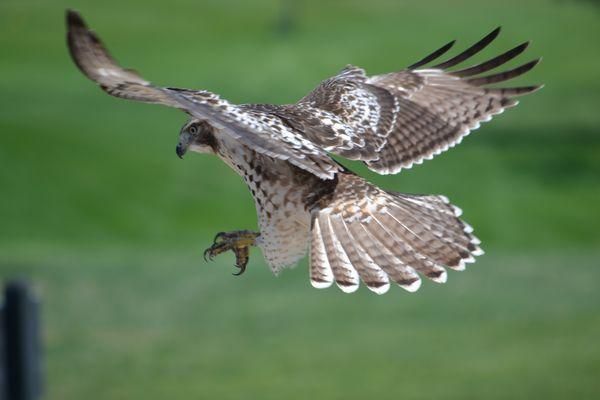 A hawk is flying through the air with its wings spread.