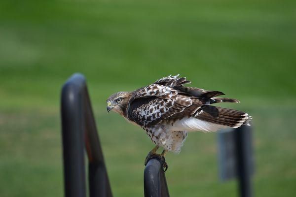 A bird is perched on top of a metal railing.