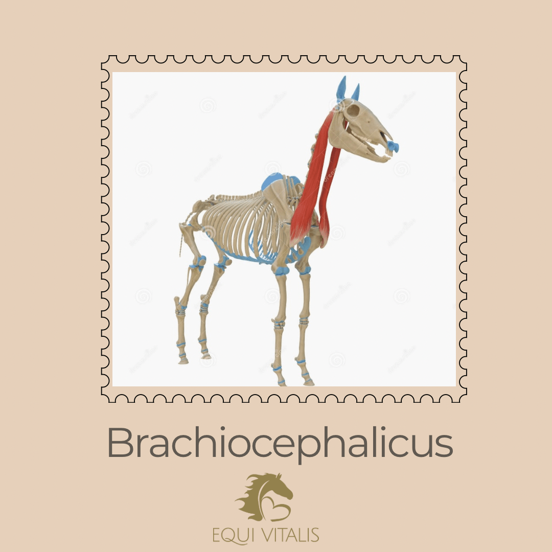 brachiocephalicus, paardenmassage, spieren paard