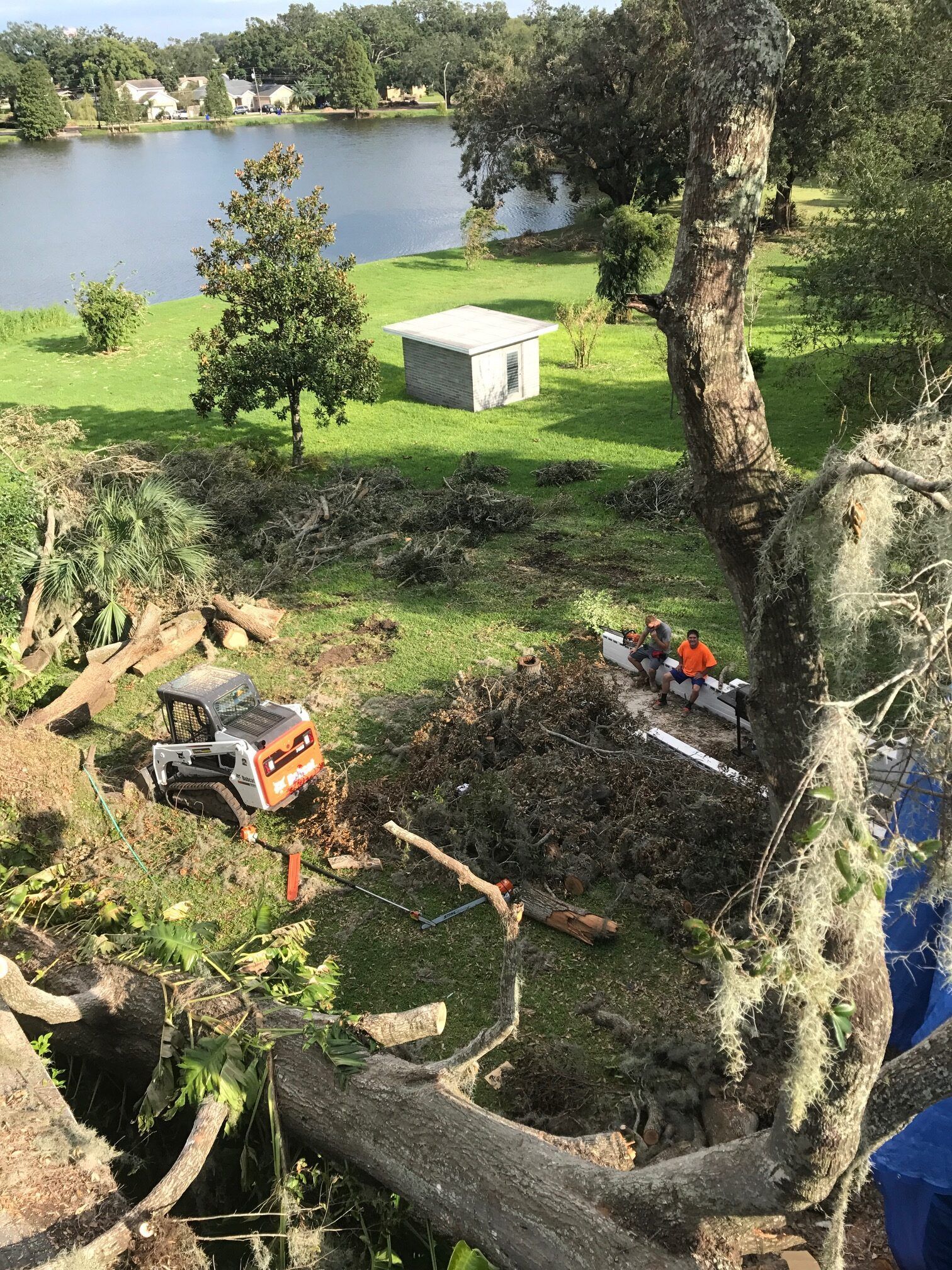 Tree removal by lake: person in orange shirt, chainsaw, felled branches.