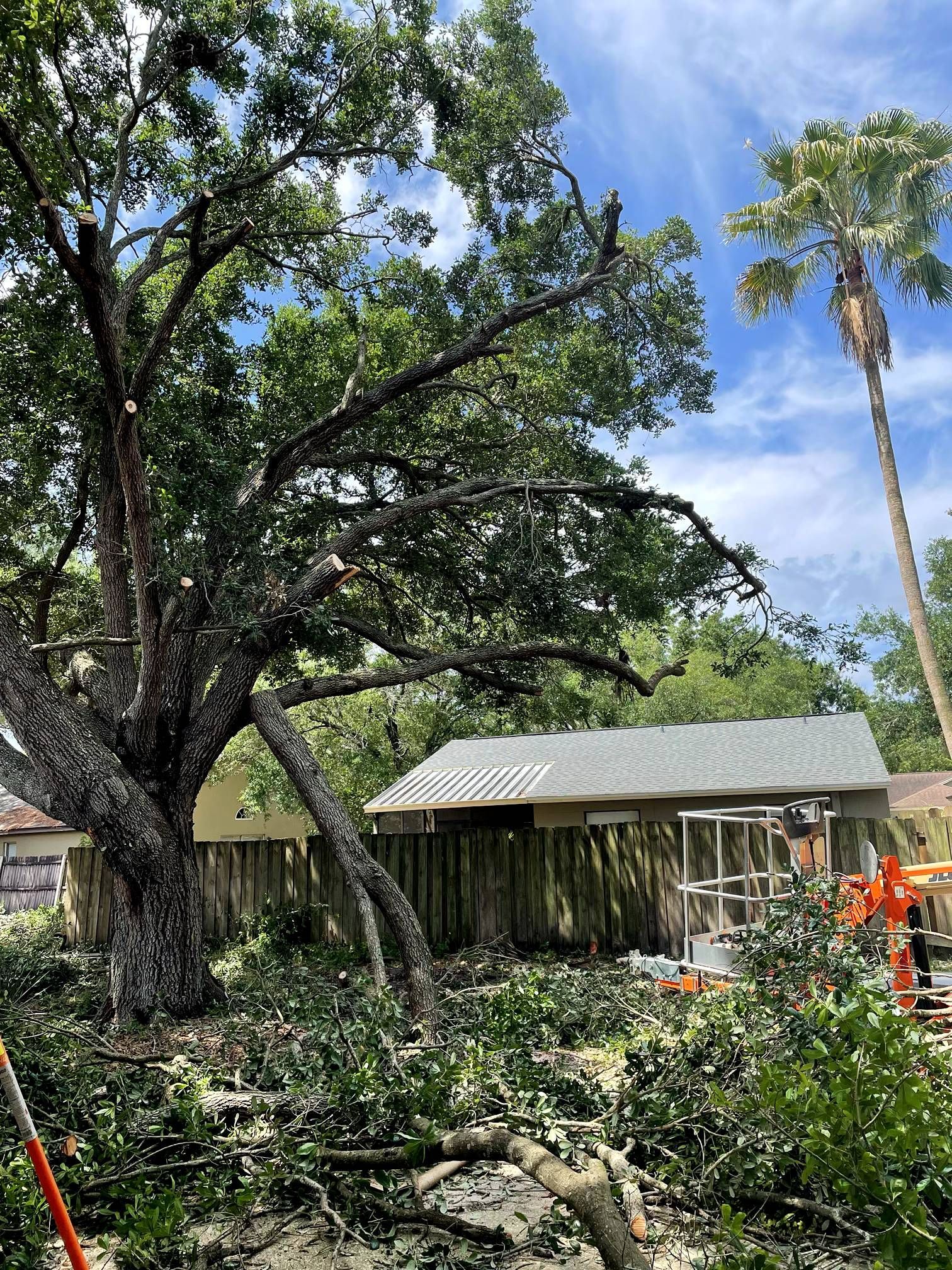 Tree being trimmed next to a small building; branches and debris on the ground.