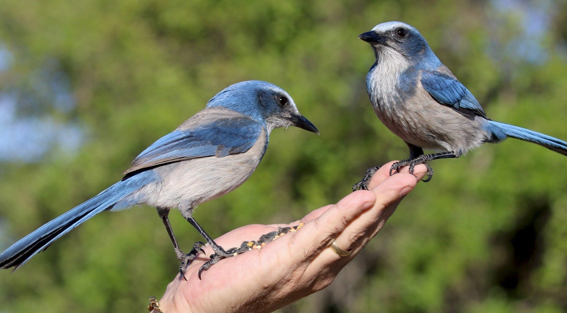 Две синие птицы. Орнитология. Орнитология птицы. Орнитология изучает птиц.. Орнитология для детей.