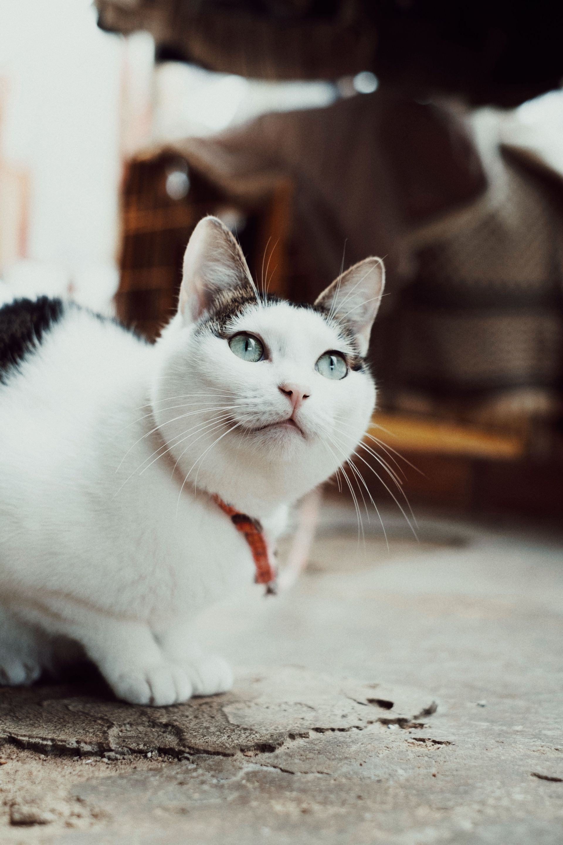 White and black cat lying down and looking up attentively