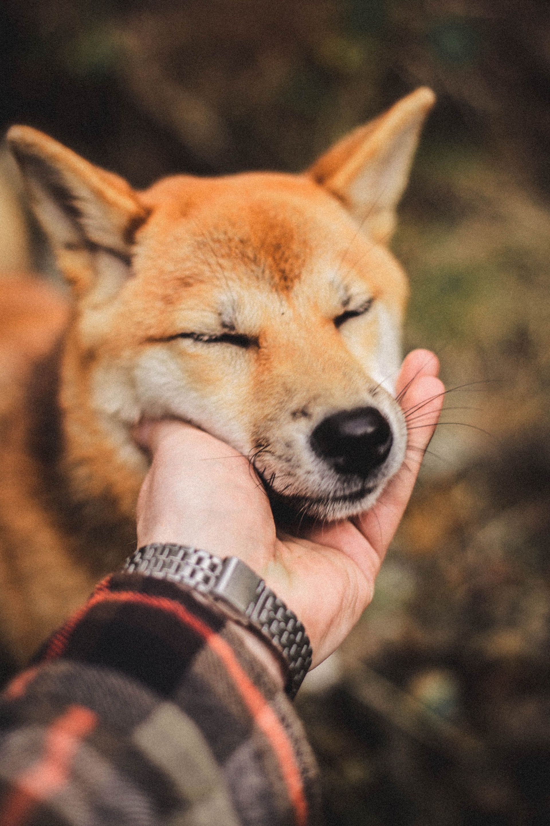 Relaxed Shiba Inu resting its chin in an open human hand with eyes closed