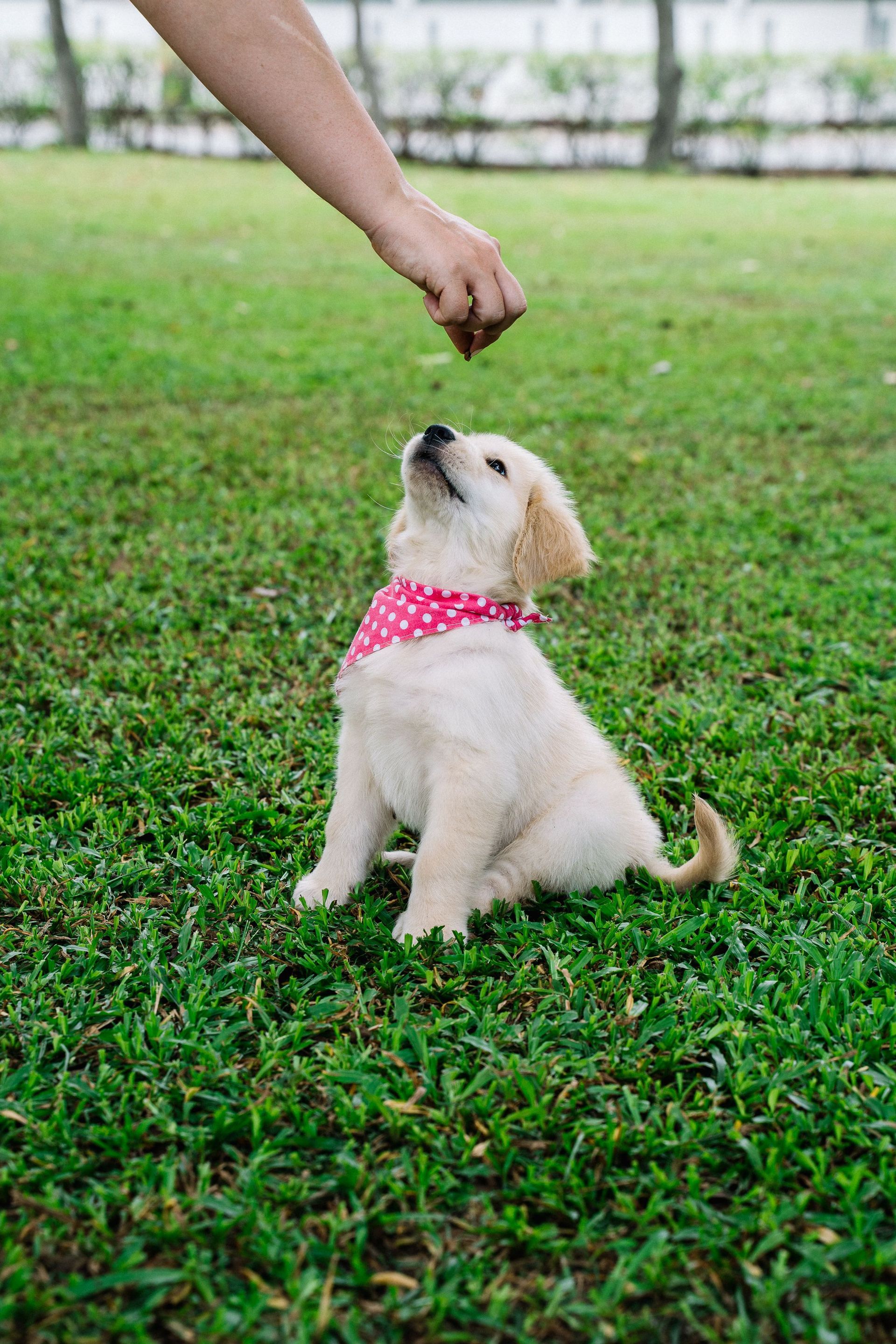 White puppy looking up attentively during positive reinforcement dog training