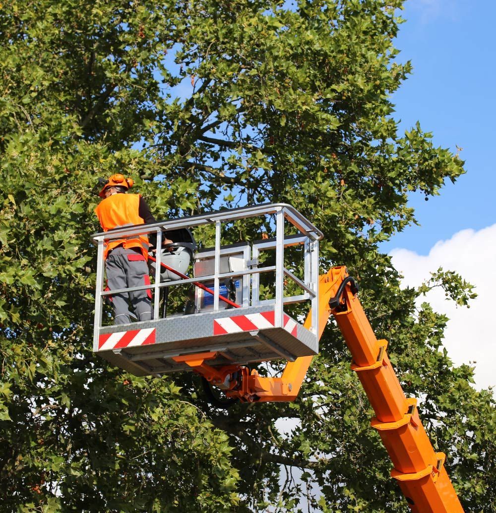 Cutting the Tree — Jefferson Hills, PA — Father & Son Tree Service Plus, Inc.