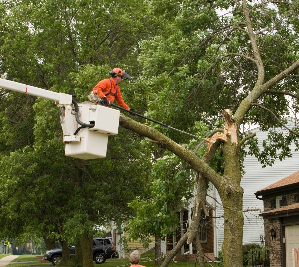 Residential Tree Removal — Jefferson Hills, PA — Father & Son Tree Service Plus, Inc.