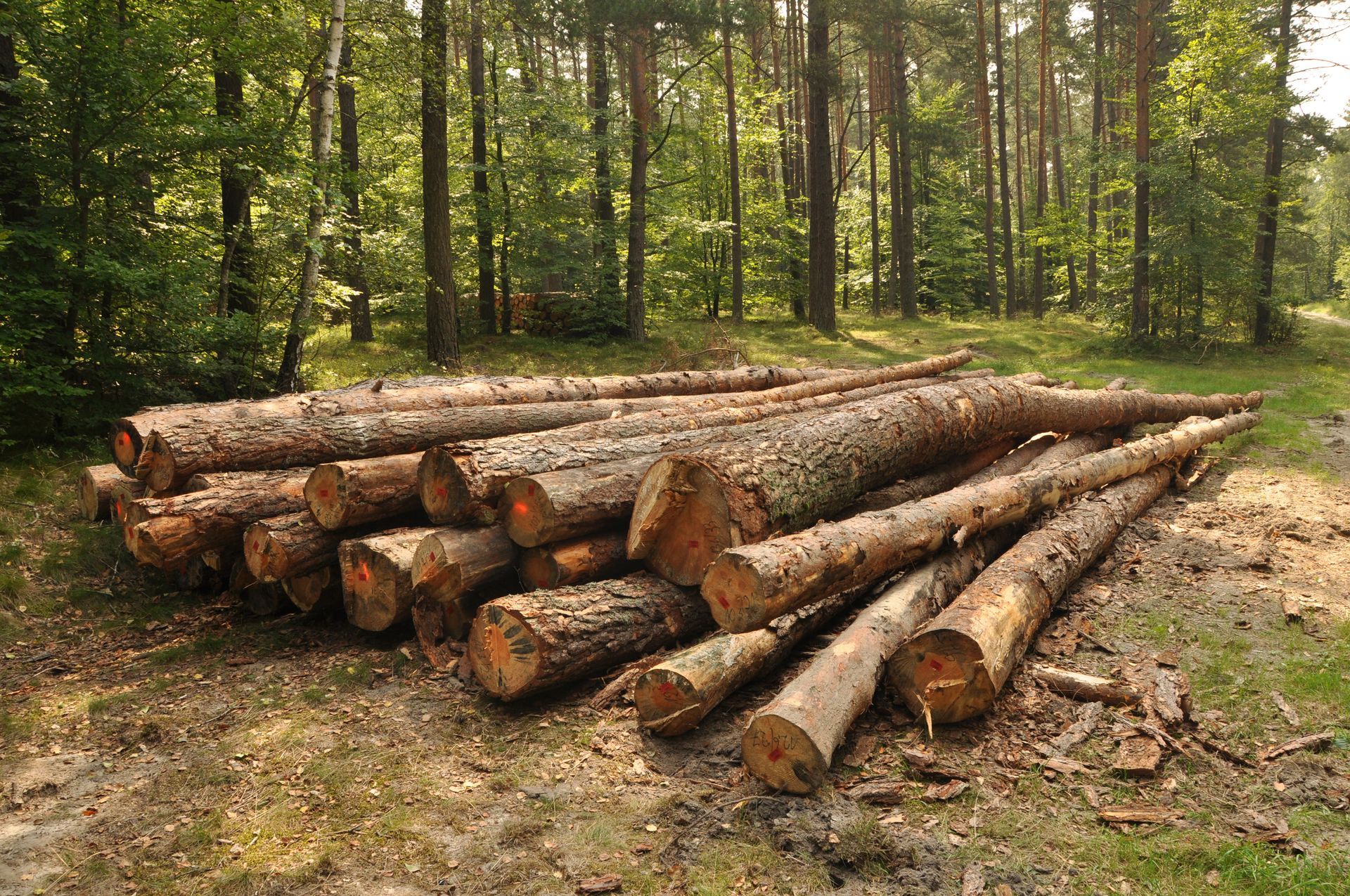 LAND CLEARING - Pile of freshly cut logs in a forest clearing. Green trees in the background, sunny day.