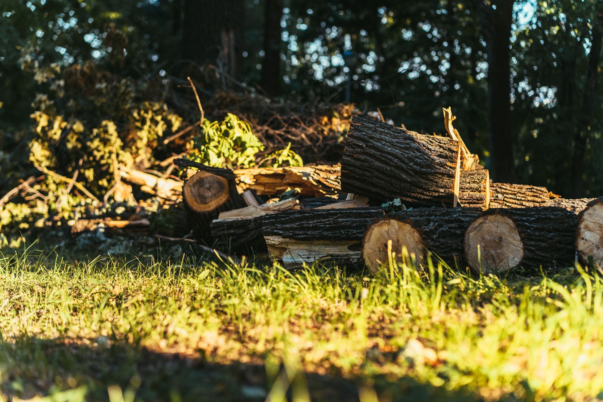 STORM CLEANUP - Logs and wood debris piled on grass near a forest edge, lit by sunlight.