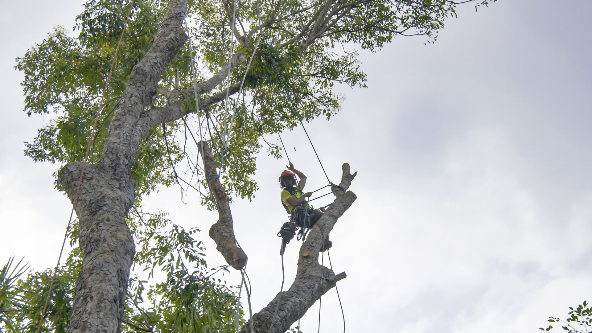 MAINTENANCE - A person in safety gear trims a tall tree; the sky is overcast.