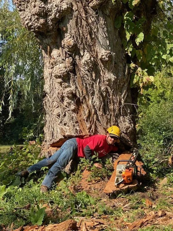 Precision Tree & Shrub Service 1