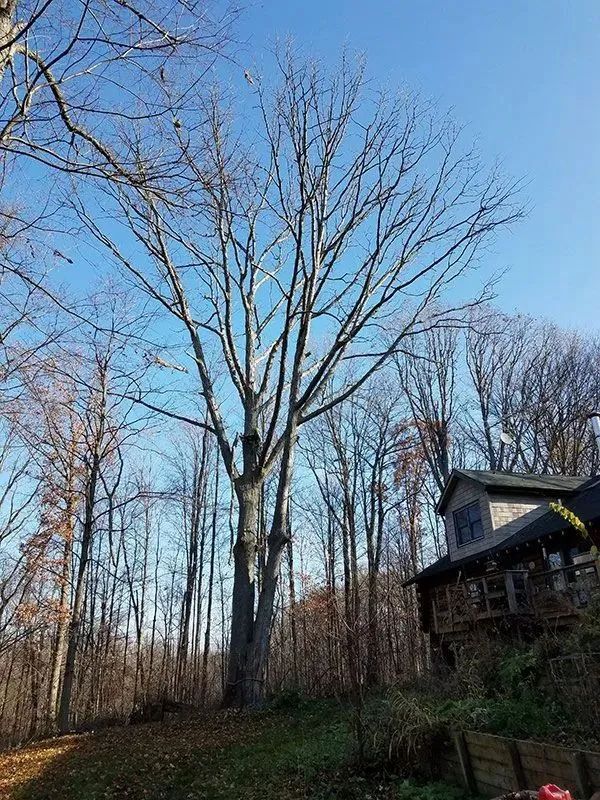 Precision Tree & Shrub Service 11