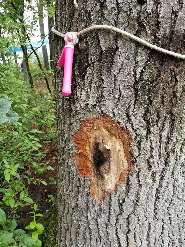 Precision Tree & Shrub Service 14