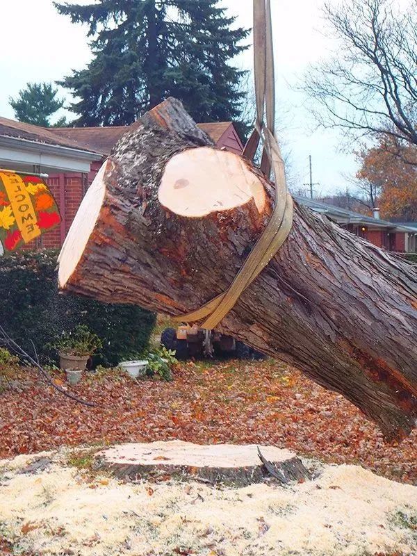 Precision Tree & Shrub Service 15