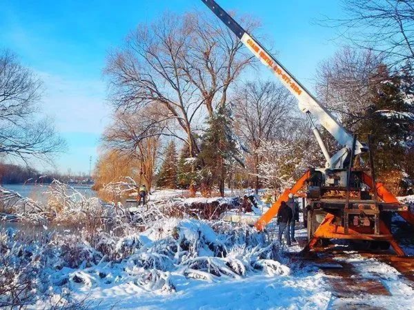 Precision Tree & Shrub Service 16