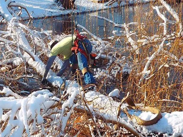 Precision Tree & Shrub Service 17