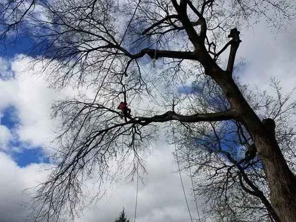 Arborist in a tree, working with ropes against a cloudy blue sky.