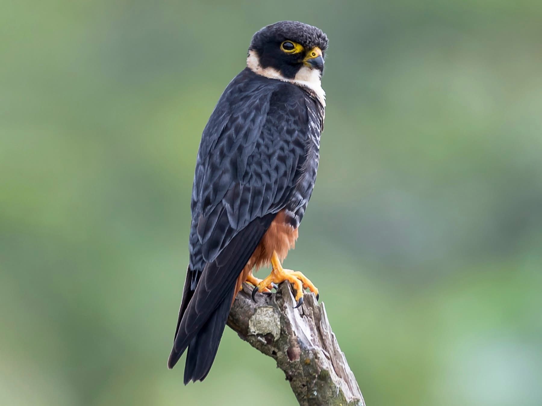 A falcon with black and orange plumage perched on a branch, looking to the side.