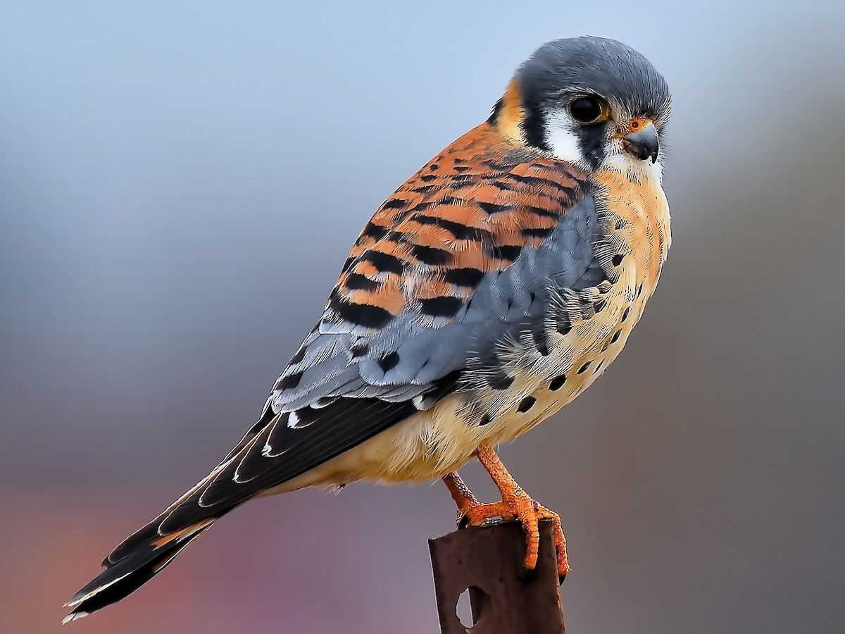American kestrel perched on a metal pole; orange, black, and gray feathers; ice crystals.