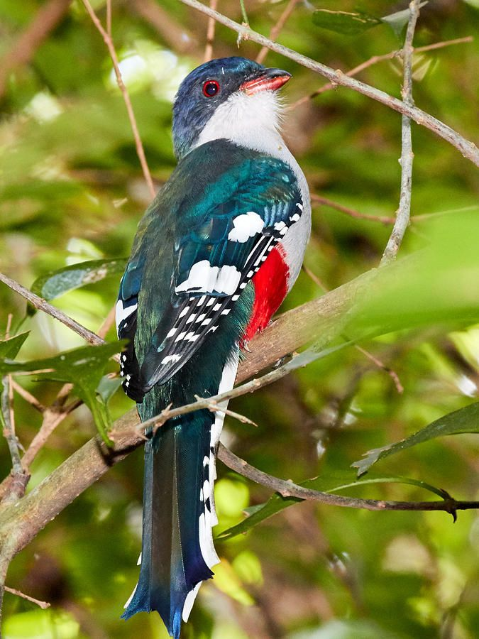 Gleaming bird with emerald back, white chest, red belly, and a dark blue tail perches on a branch.