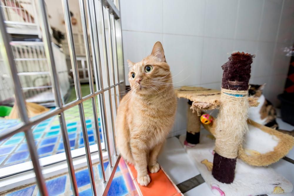 A cat is sitting in a cage looking out of a window.