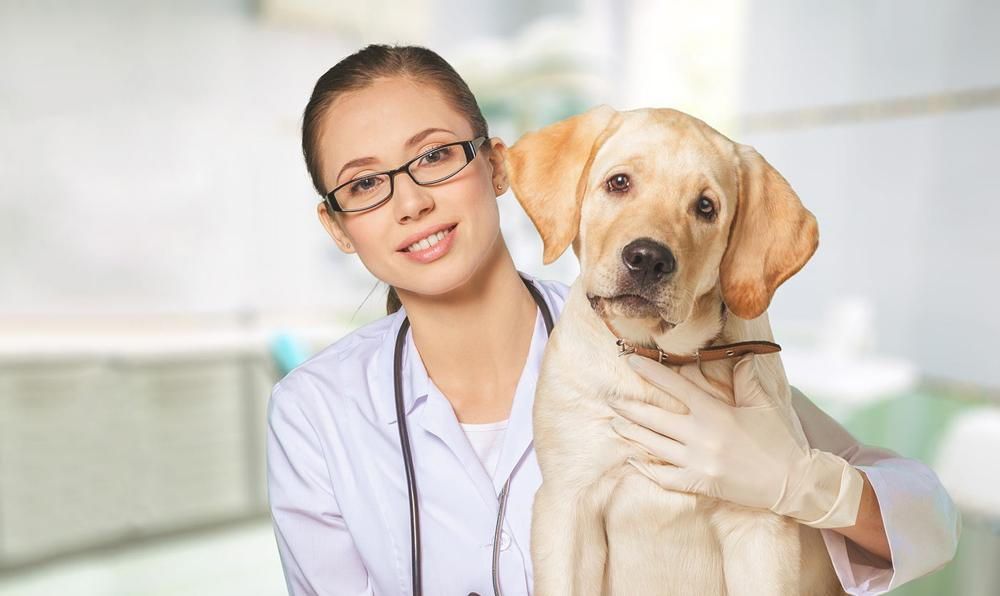 A female veterinarian is holding a dog in her arms.