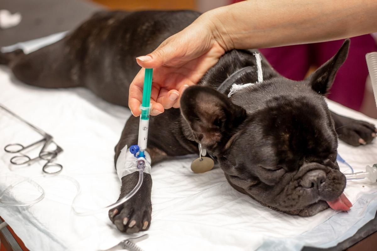 A dog is laying on a table with a syringe in its mouth.