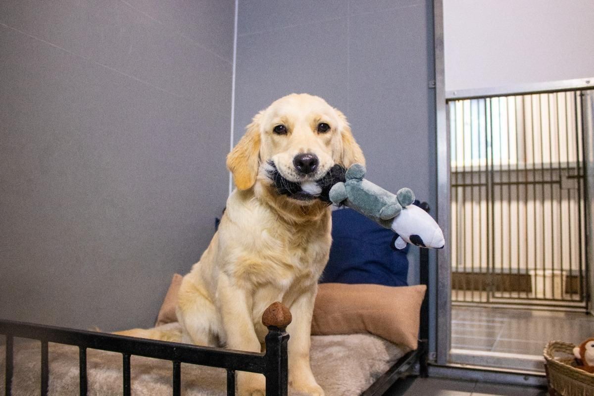 A dog is sitting on a bed with a stuffed animal in its mouth.