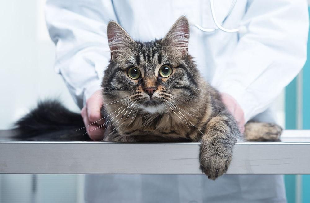 A cat is laying on a table while a veterinarian examines it.