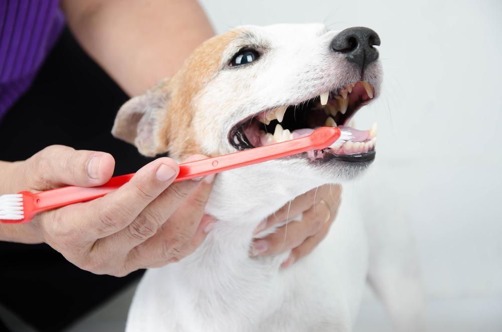 A person is brushing a dog 's teeth with a red toothbrush.