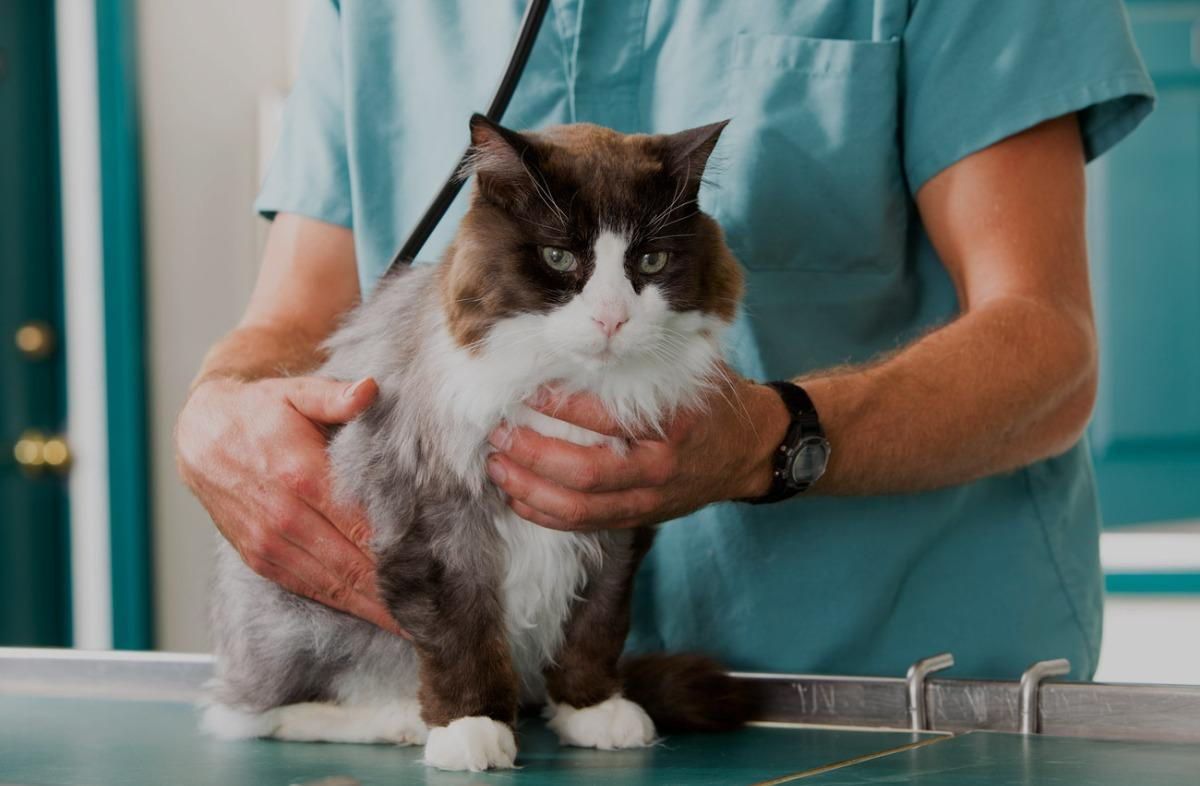 A veterinarian is examining a cat with a stethoscope.