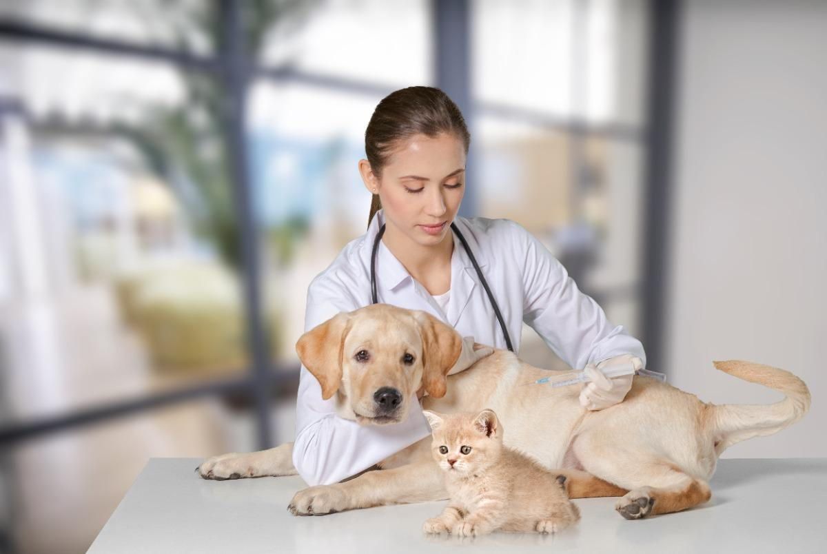 A female veterinarian is examining a dog and a kitten on a table.