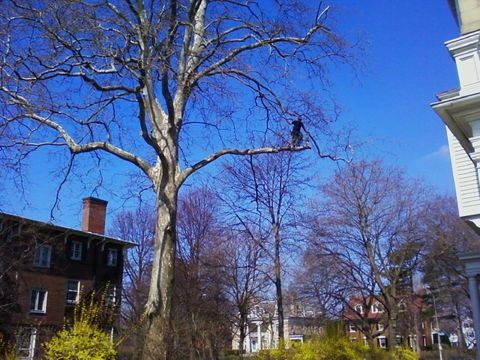 Weber Tree Service Rochester Ny