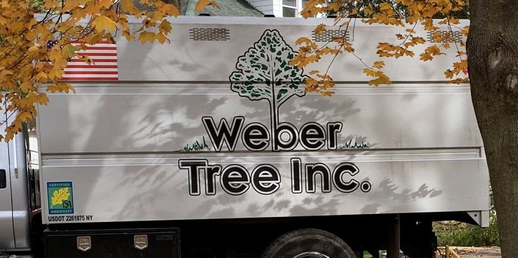 Garden after expert tree work in Rochester, NY by Weber Tree Inc.