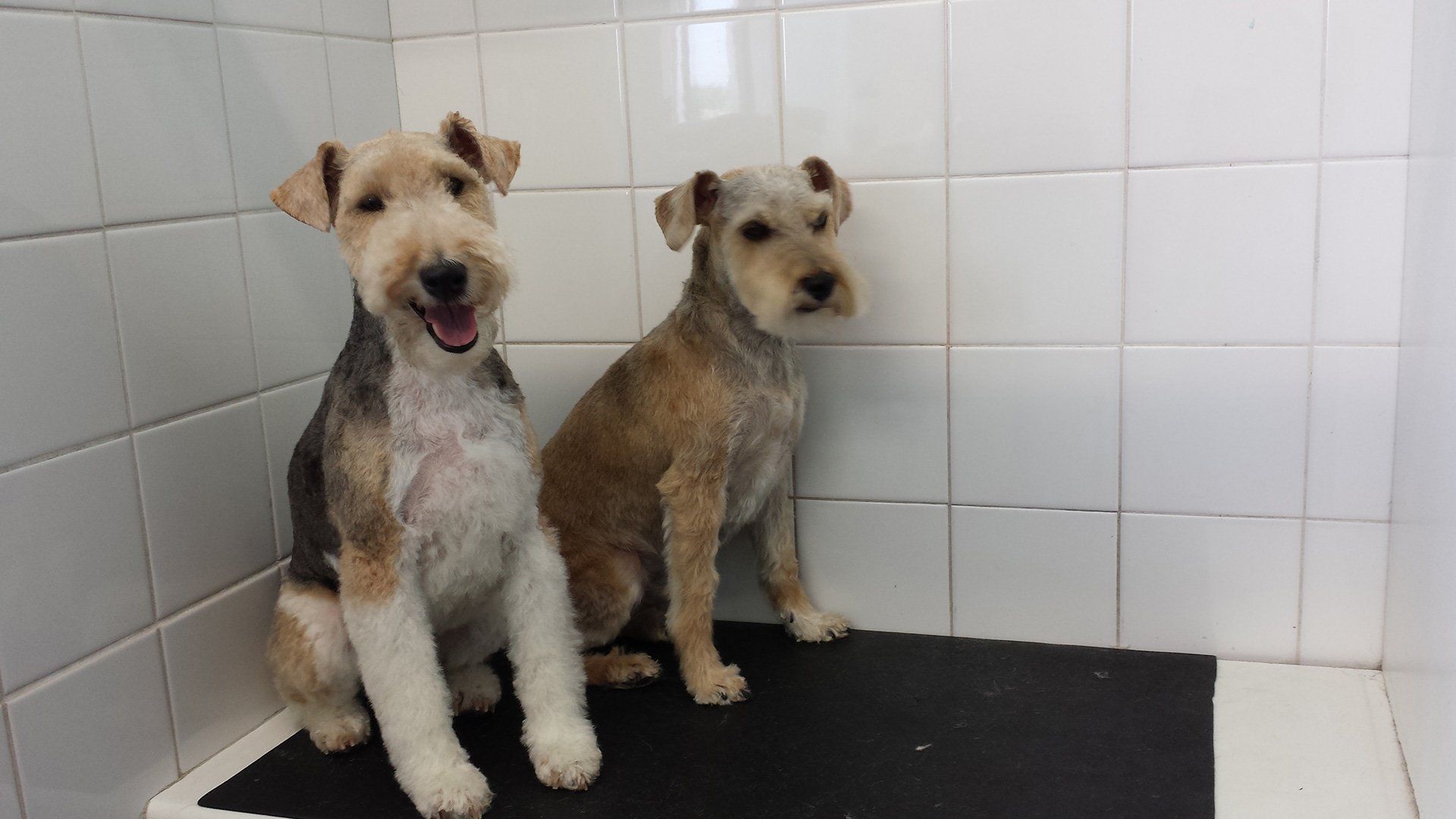 2 dogs at the grooming store