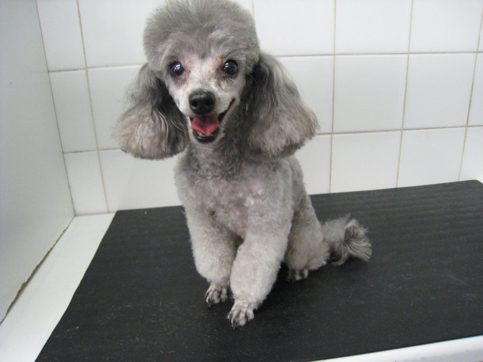 a dog with grey fur at the grooming store