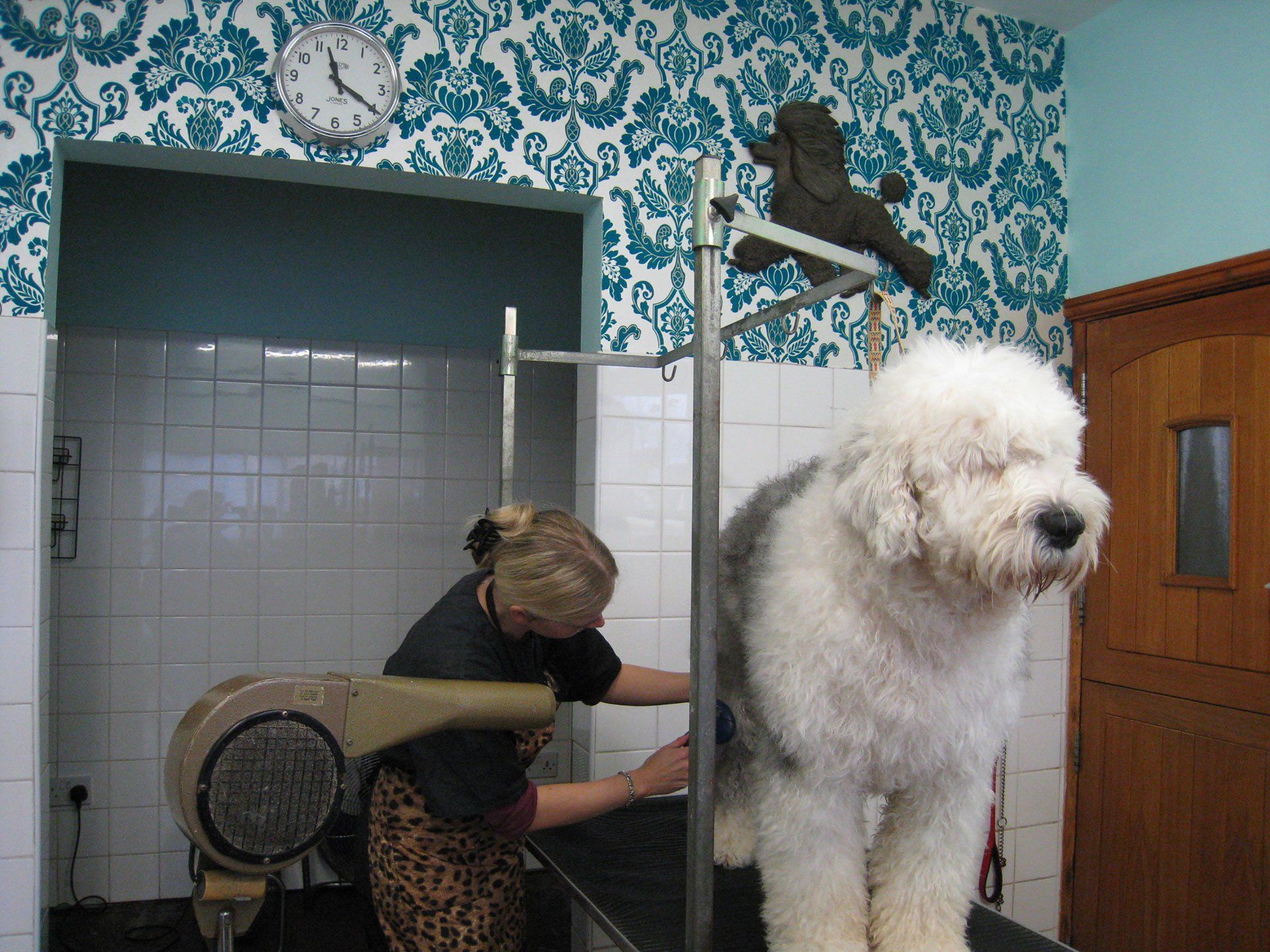 Kelly grooming a furry dog