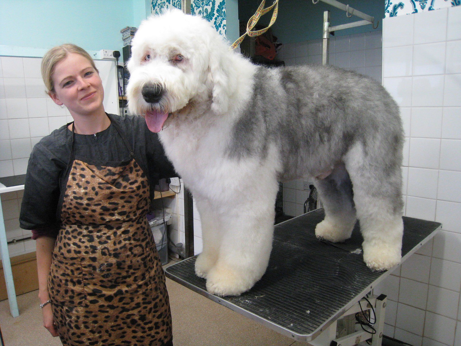a huge and furry dog with Kelly
