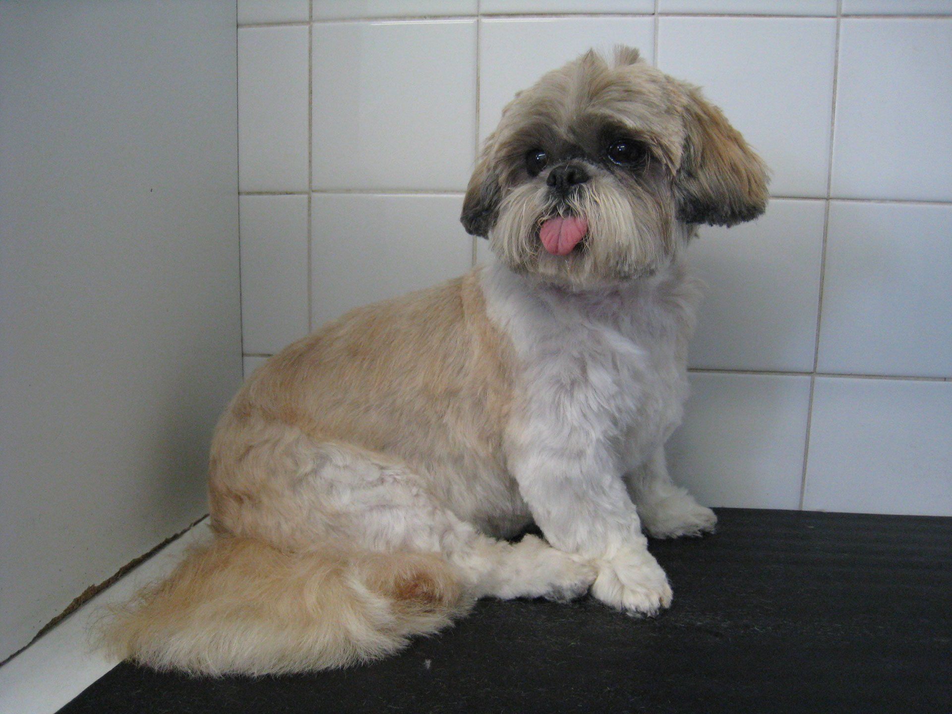 a Shih Tzu at the grooming store