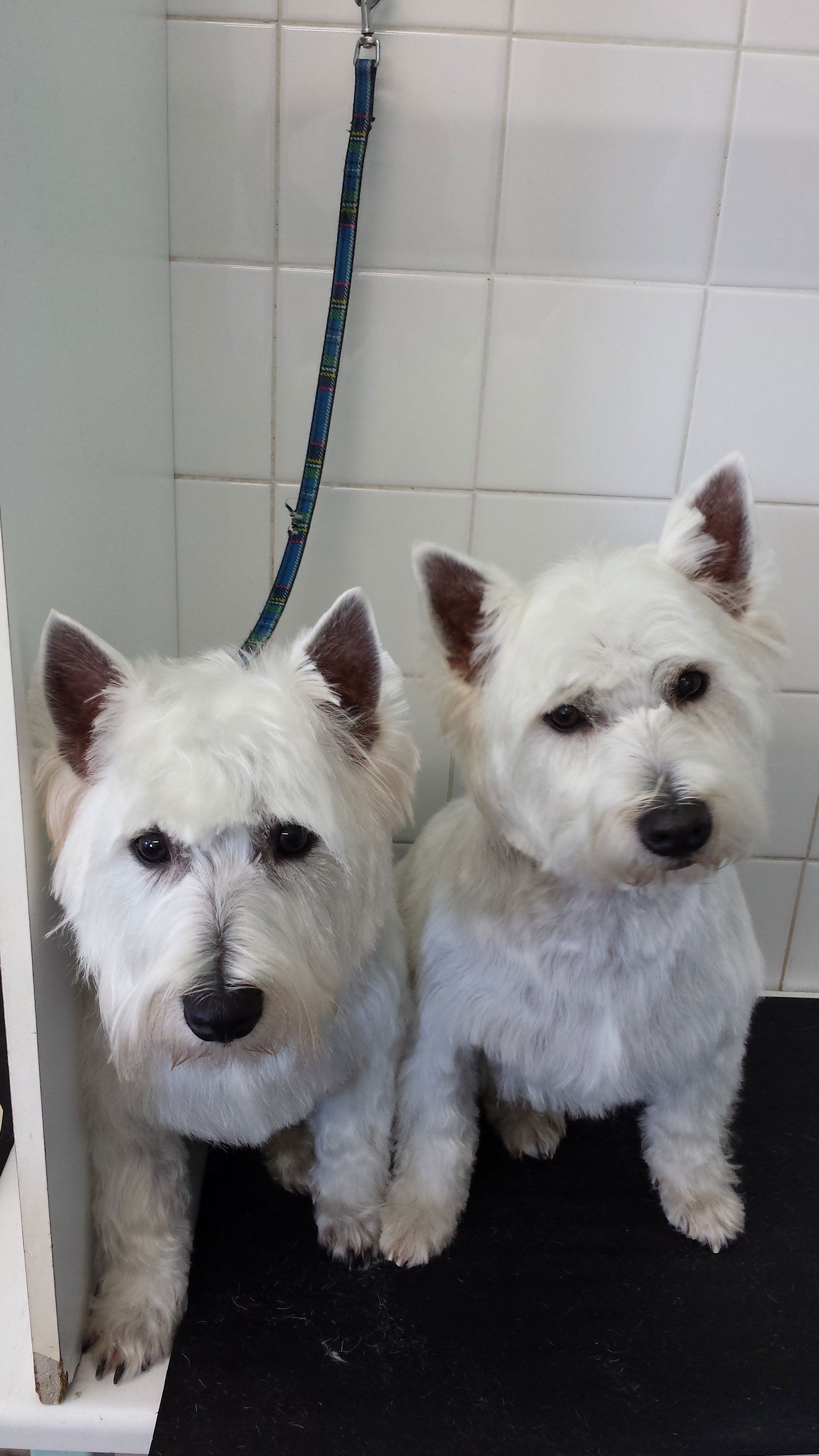2 dogs brought in for a grooming session