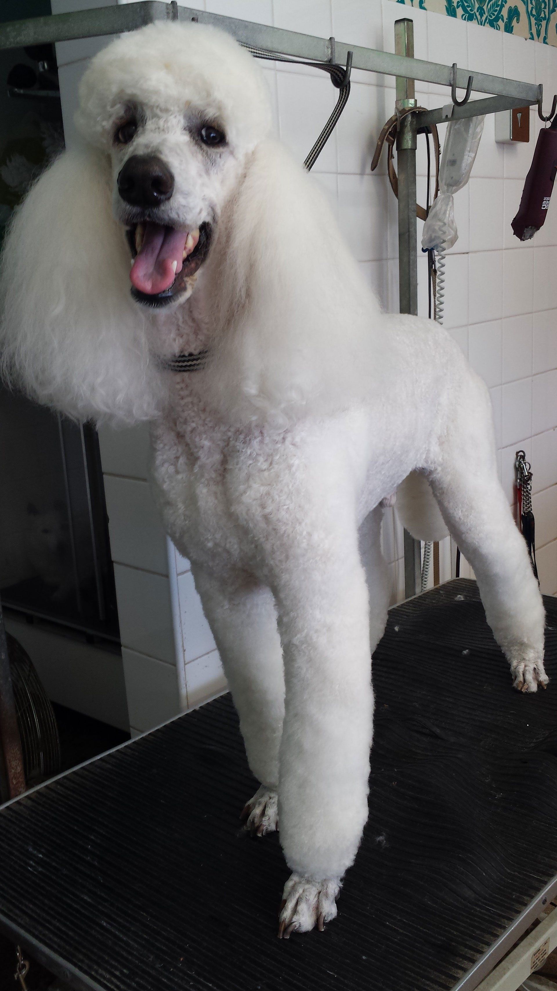 a pure white and furry dog