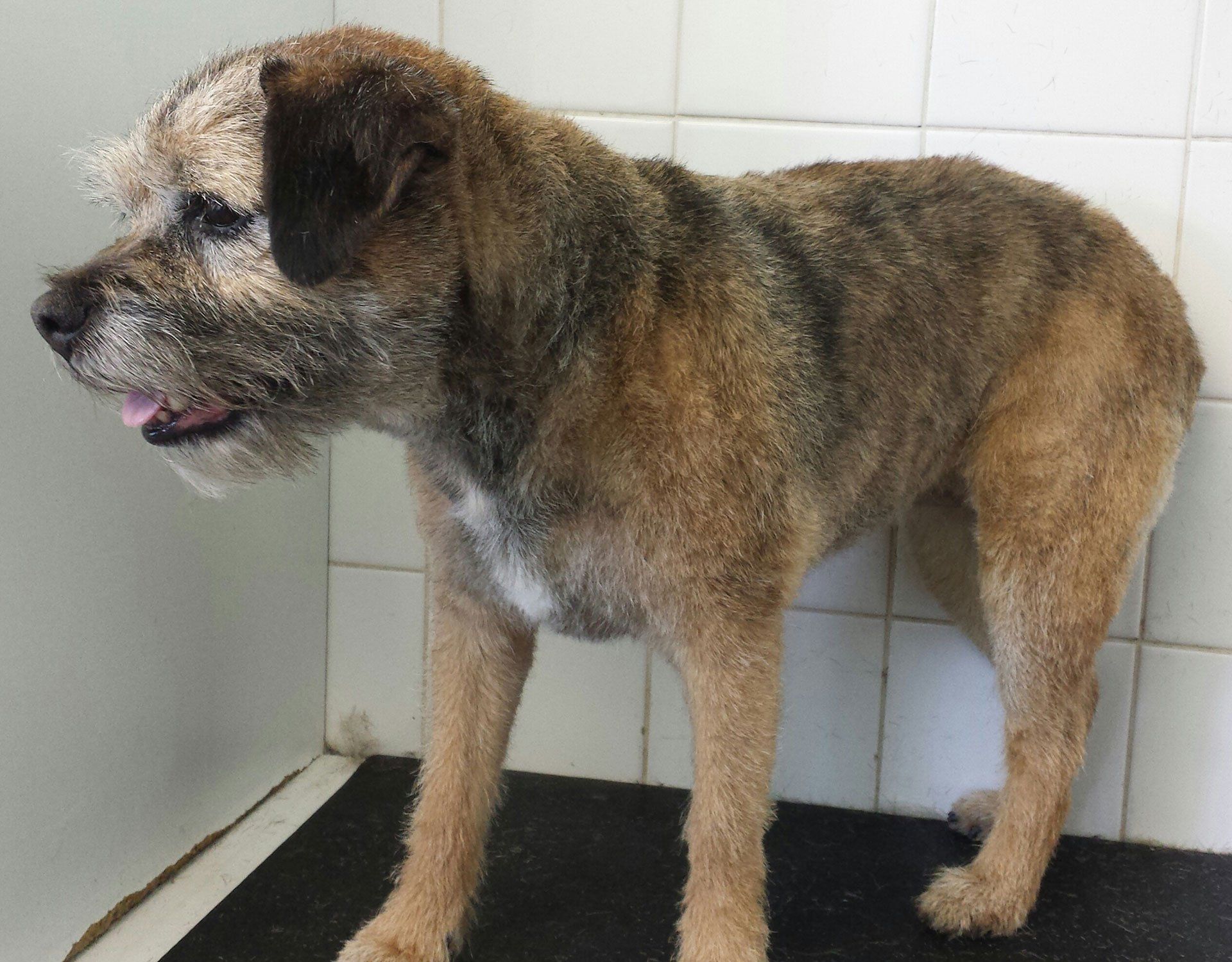 a dog brought in for grooming