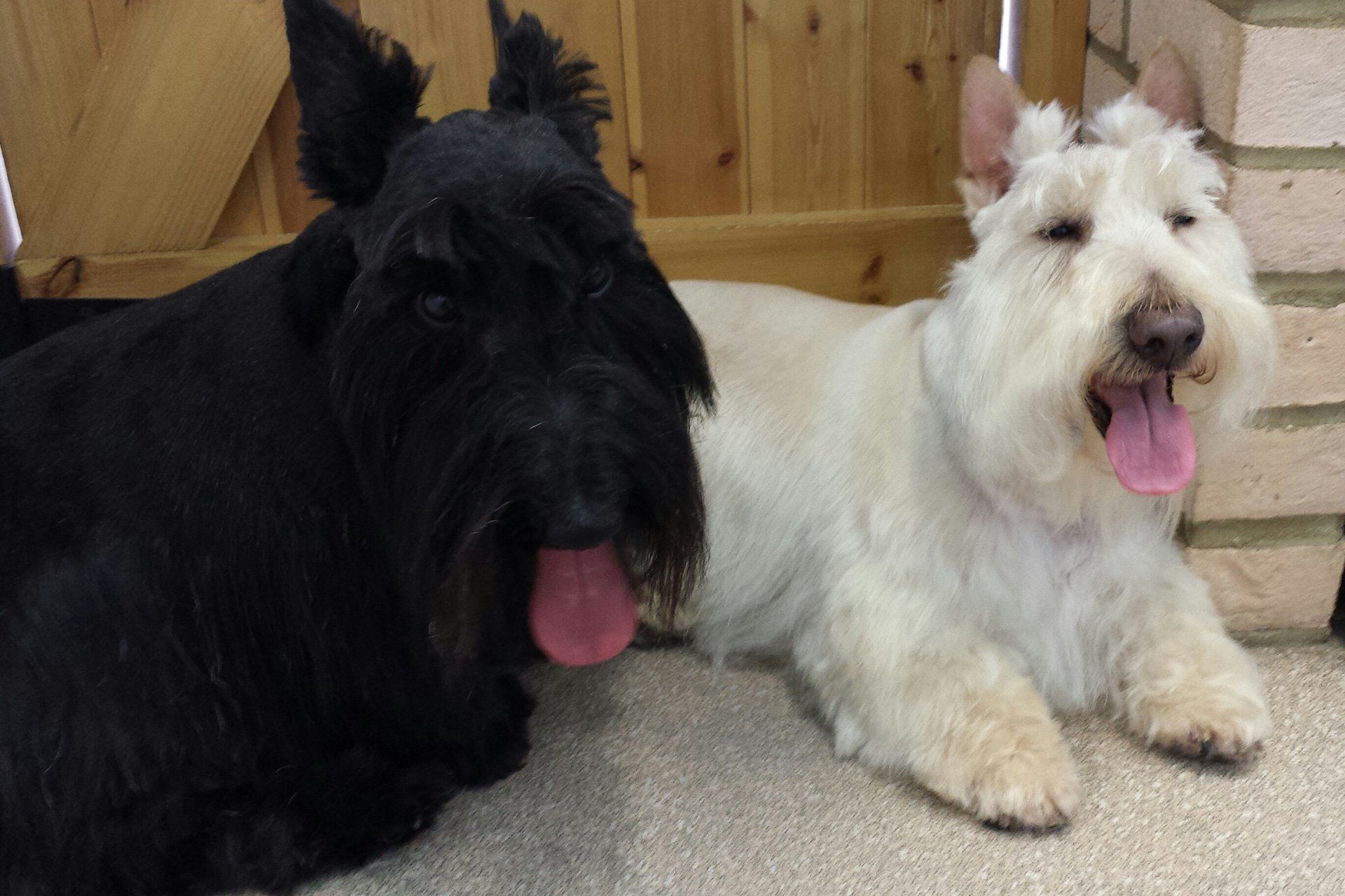 two dogs sitting together
