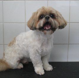 Shih Tzu at the grooming centre