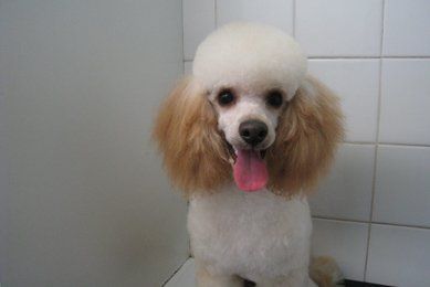 tailored grooming services for your pet