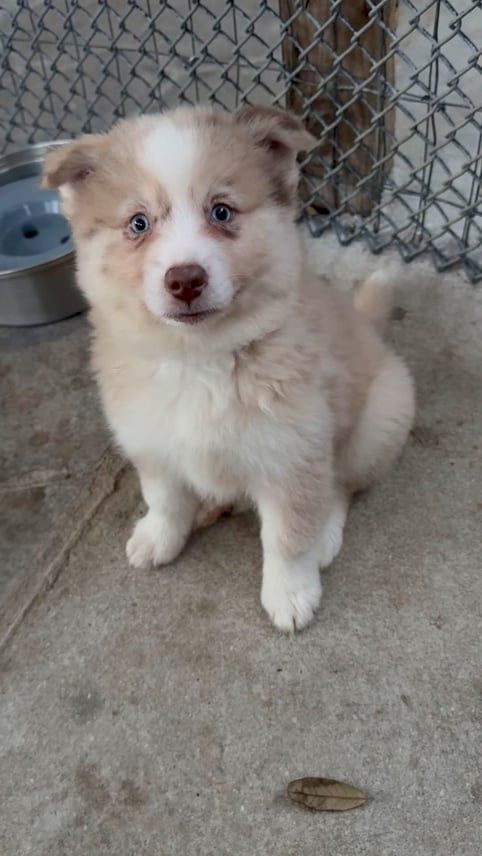 Fluffy tan and white puppy sitting on a concrete surface, gazing forward, ears perked.