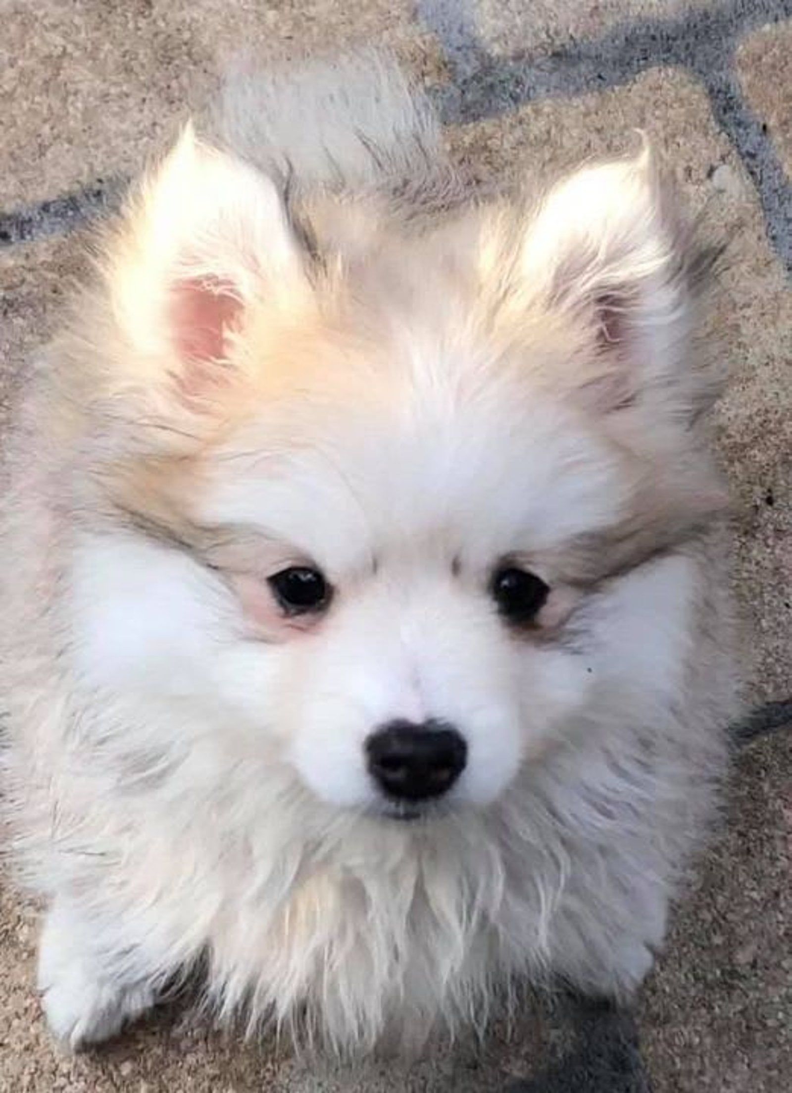 Fluffy cream and brown puppy with dark eyes and a black nose.
